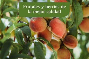 FRUTALES Y BERRIES DE MEJOR CALIDAD