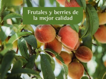 FRUTALES Y BERRIES DE MEJOR CALIDAD