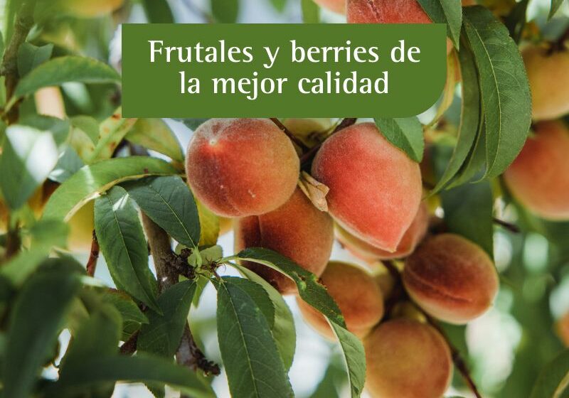 FRUTALES Y BERRIES DE MEJOR CALIDAD